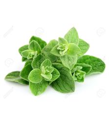 BOTE Oregano Hojas 200g