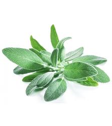 BOTE Sage (Salvia Hojas) 330g